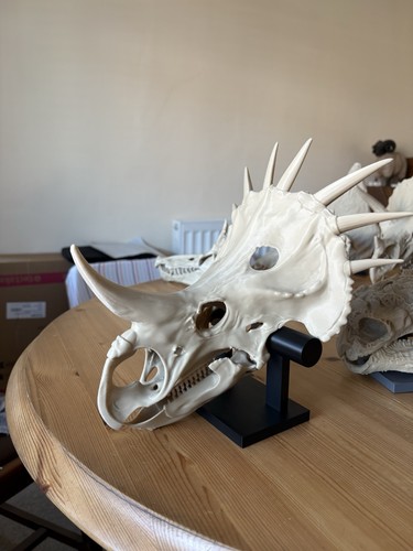 Styracosaurus skull figure - skull,