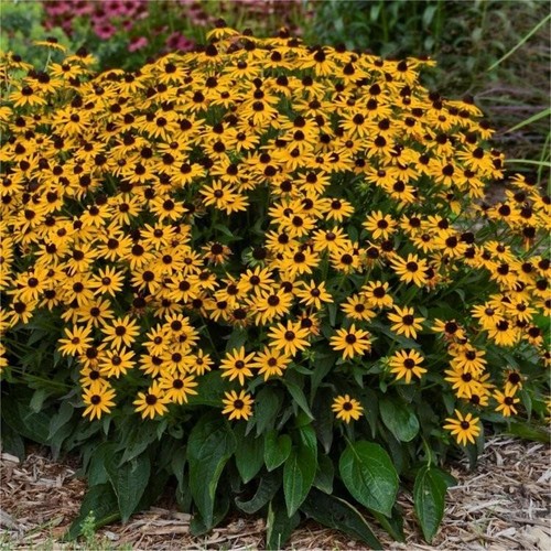 Rudbeckia fulgida little - rudbeckia, 'little