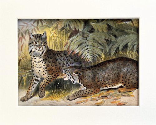 Bobcat mounted animal big - bobcat,