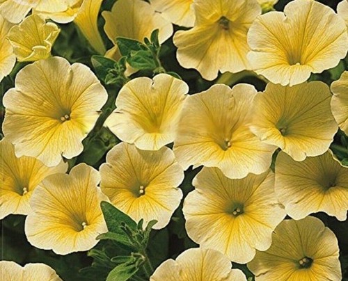 100 yellow petunia seeds - 100,