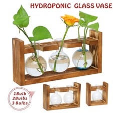 Bulb Set Plants Terrarium