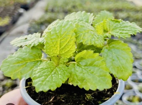 Lemon balm perennial herb - ,