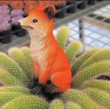 Monkey Tail Hildewinteria Colademoninis Trailing Cactus Well Rooted  10cm+