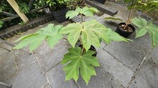 Tetrapanax Papyrifer 5L Pot