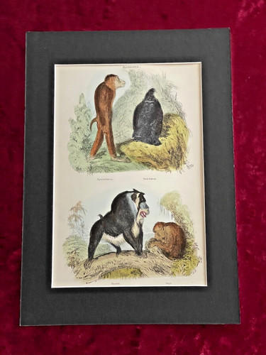 Thomas landseer baboons - thomas, "baboons"
