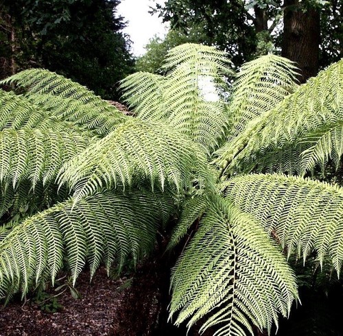 Male fern plant - plant, extra