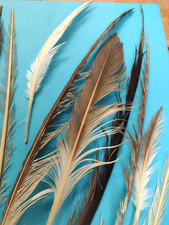 Seagull  NATURAL FEATHERS