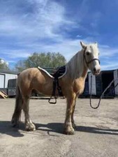 New bareback pad with free