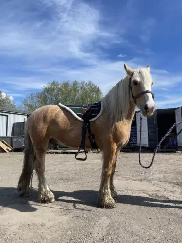 New bareback pad with - , free
