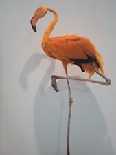 Taxidermy lesser flamingo Exotic Tropical  Bird Art Sculpture. 628051/01