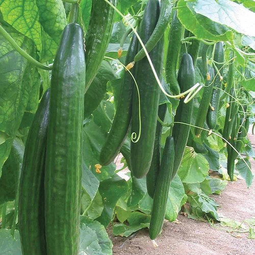 Thompson morgan cucumber - thompson, &