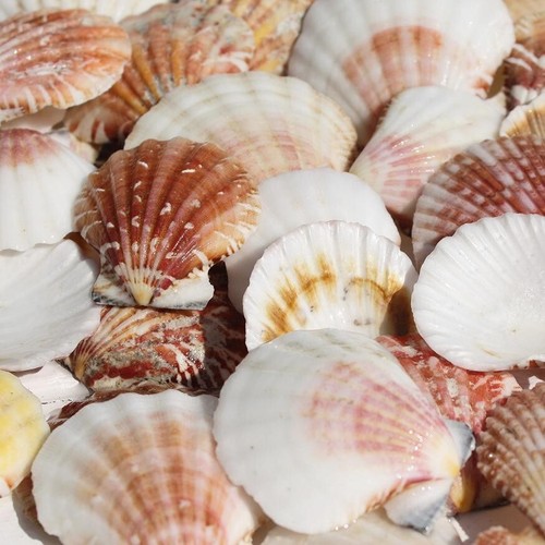 Little scallop shells - little,