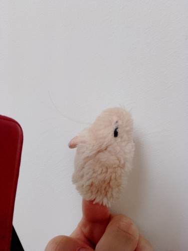 Mouse animal cute - fun, tiny