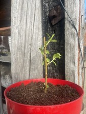 Salix 'Chrysocoma’ Golden
