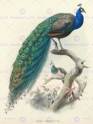 87242 animal peacock bird - animal,