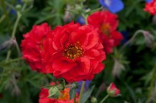 x2 Geum Mrs Bradshaw 13cm/1