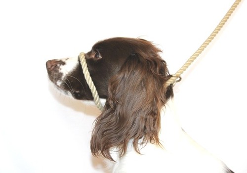 Anti pull figure dog - anti, 8