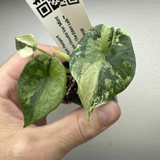 Alocasia sinuata variegata Albo Mint - rare variegated aroid plant ref 11ASV09