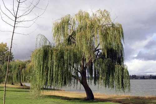 Thin gold weeping willow - thin,