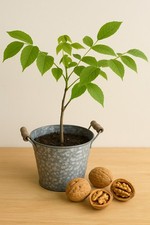 Young walnut seedlings are