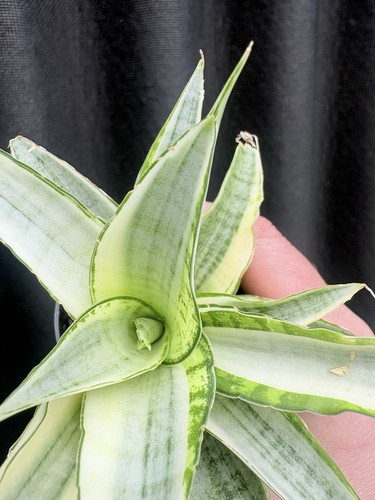Sansevieria gabriella white - gabriella,