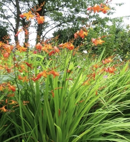 Montbretia crocosmia orange - montbretia,