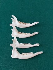 Muntjac Deer Jaw Bones x 4 Taxidermy Antler Gothic
