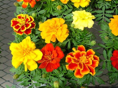 French marigold plants 6 - french,