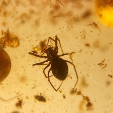 DETAILED SPIDER in Burmese /