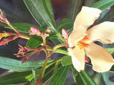 OLEANDER NERIUM APRICOT