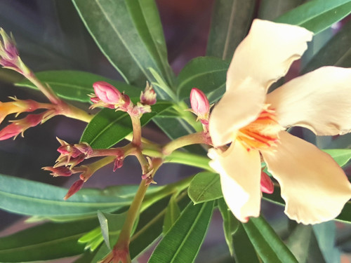 Oleander nerium apricot - oleander,