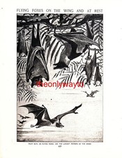 Fruit Bats Or Flying Foxes, Book Illustration (Print), 1910