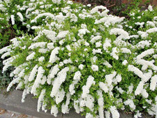 Spiraea arguta white - spiraea,