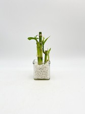 Lucky bamboo plant dracaena - lucky, plant,