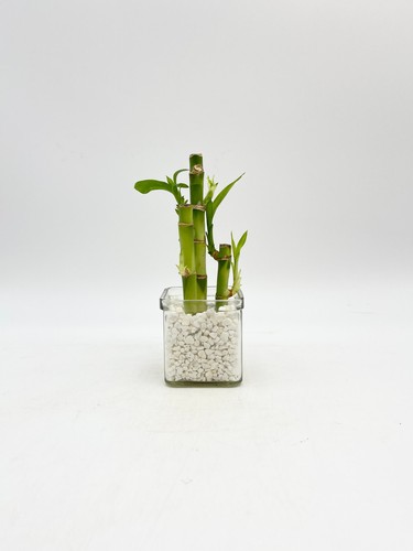 Lucky bamboo plant - lucky, dracaena