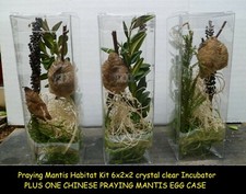 One Fresh Praying Mantis Egg Case with Clear Habitat Cube 2025 Hatch