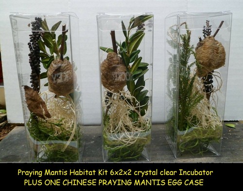 One fresh praying mantis egg - fresh,