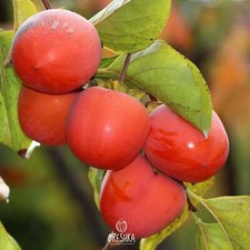 Persimmon tree varietal Mix of