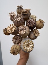 15 x Naturally dried flower