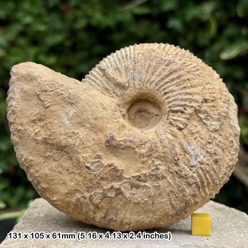 Rare macrocephaites - 5.25",