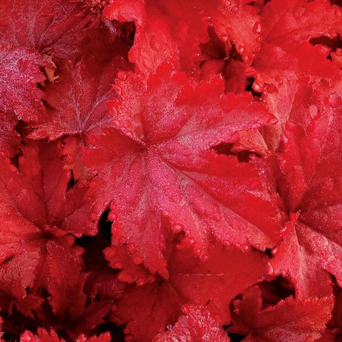 Heuchera fire chief - heuchera, 'fire