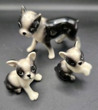 Minature Boston Terrier Dog
