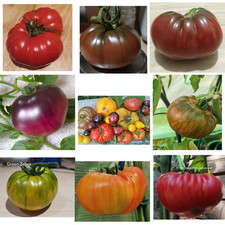 80 Qty  ,8 varieties Gaint