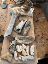 Dinosaur Fossilised Teeth