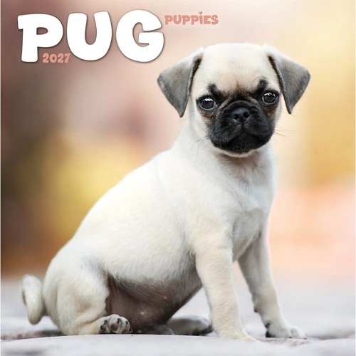 Pug puppies mini - puppies,