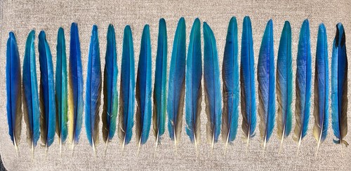 Naturally molted blue - naturally,