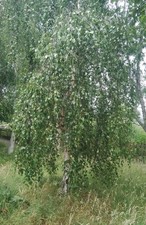 Weeping Silver Birch Trees. A
