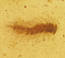 Dermestid Beetle Larvae. Genuine Fossil Inclusion in Burmese Amber.