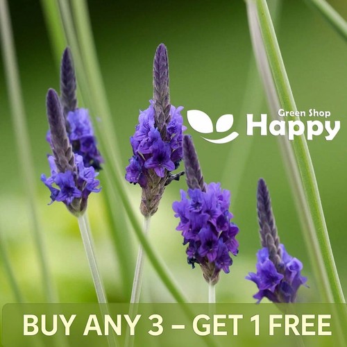 Egyptian lavender lavandula - egyptian,