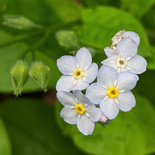 White woodland forget not - woodland, forget-me-not